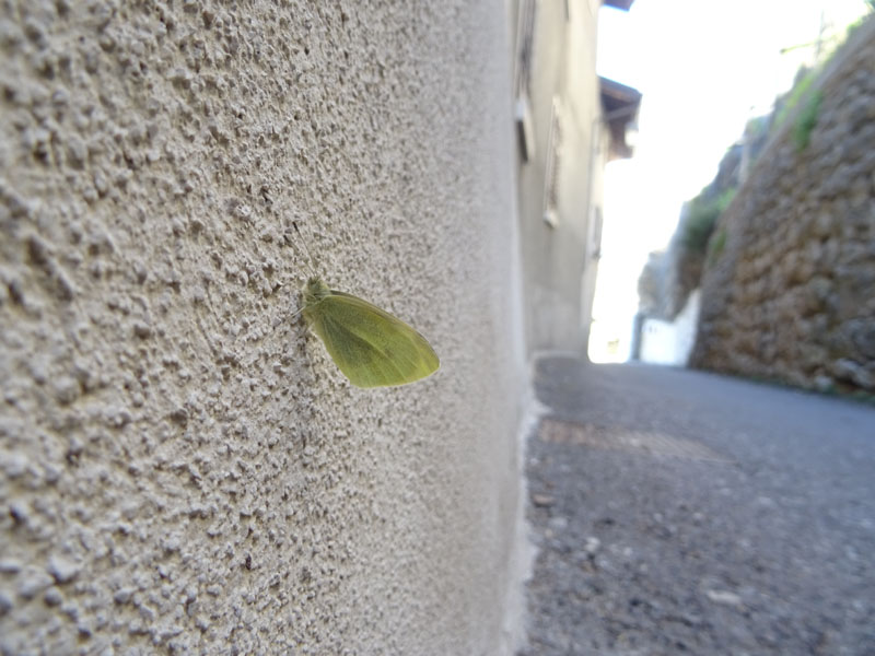 Pieris rapae - Pieridae